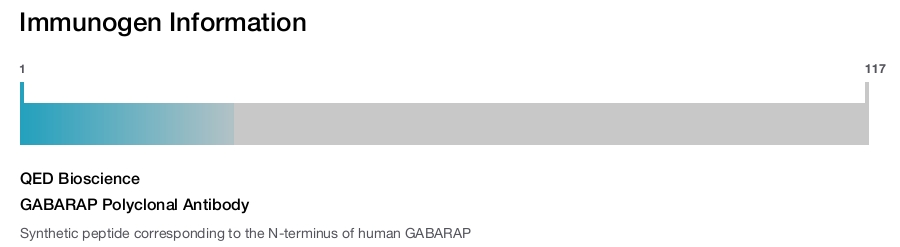 GABARAP Polyclonal Antibody