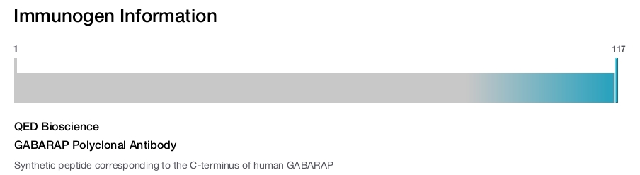 GABARAP Polyclonal Antibody