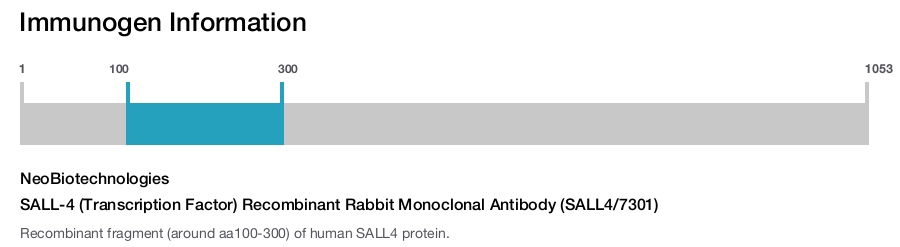SALL-4 (Transcription Factor) Recombinant Rabbit Monoclonal Antibody (SALL4/7301)