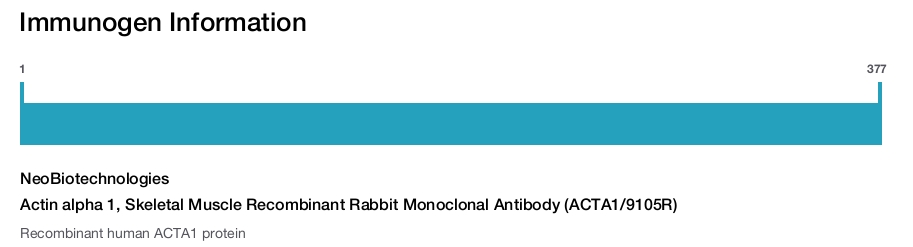 Actin alpha 1, Skeletal Muscle Recombinant Rabbit Monoclonal Antibody (ACTA1/9105R)