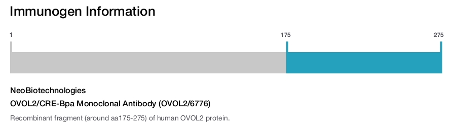 OVOL2/CRE-Bpa Monoclonal Antibody (OVOL2/6776)