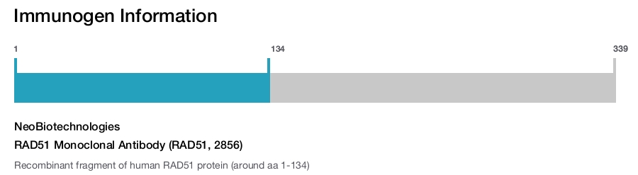 RAD51 Monoclonal Antibody (RAD51, 2856)
