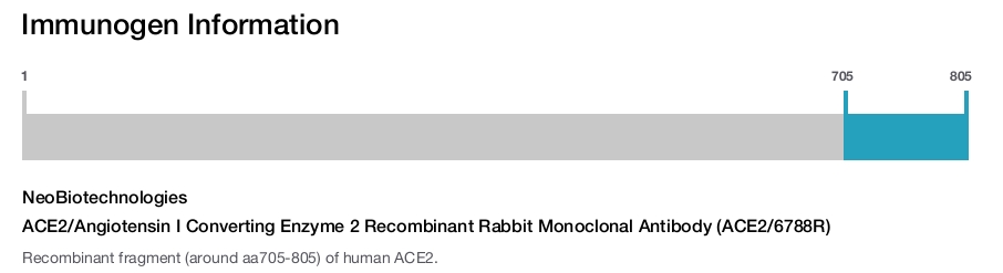 ACE2/Angiotensin I Converting Enzyme 2 Recombinant Rabbit Monoclonal Antibody (ACE2/6788R)
