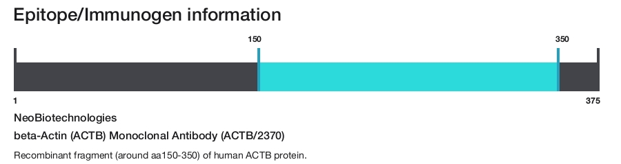 beta-Actin (ACTB) Monoclonal Antibody (ACTB/2370) (60-MSM4-P1)
