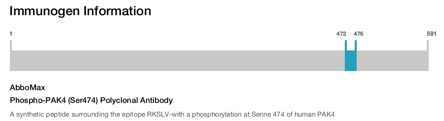 Phospho-PAK4 (Ser474) Polyclonal Antibody