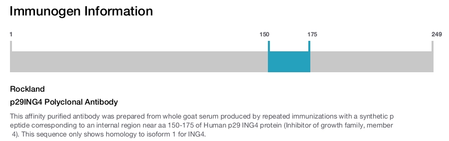 p29ING4 Polyclonal Antibody