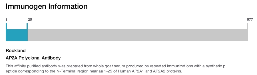 AP2A Polyclonal Antibody