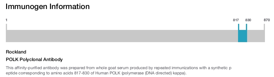 POLK Polyclonal Antibody