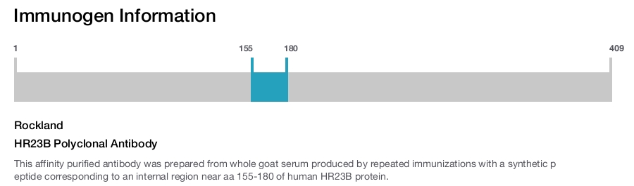 HR23B Polyclonal Antibody