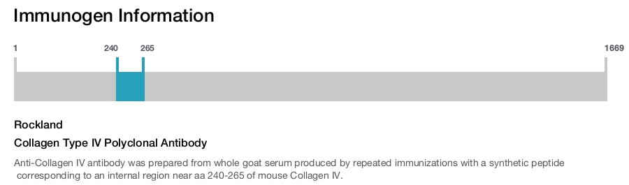Collagen Type IV Polyclonal Antibody