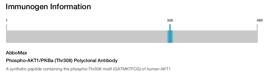 Phospho-AKT1/PKBa (Thr308) Polyclonal Antibody