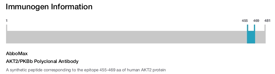 AKT2/PKBb Polyclonal Antibody