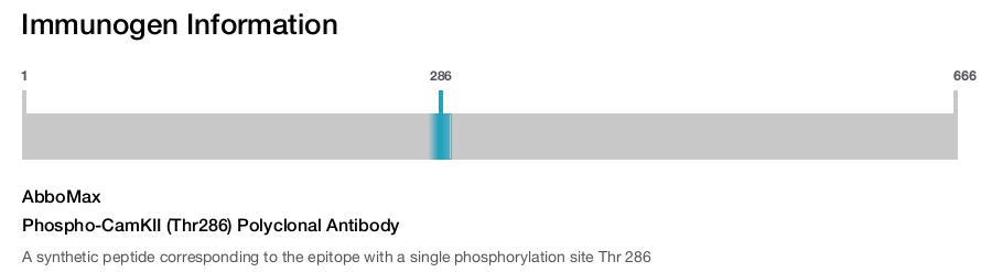 Phospho-CamKII (Thr286) Polyclonal Antibody