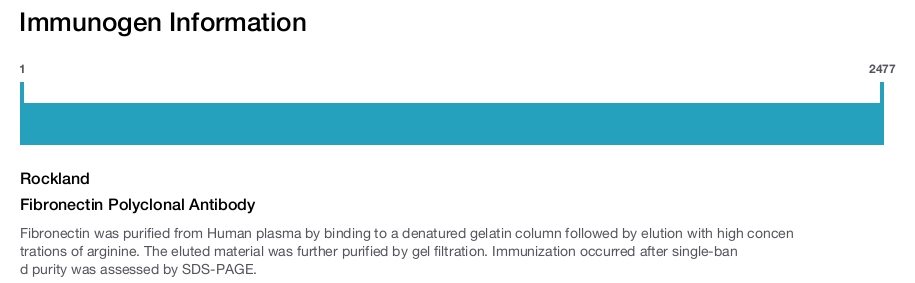 Fibronectin Polyclonal Antibody