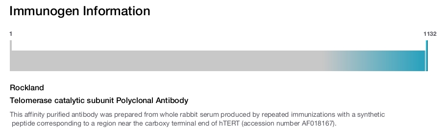 Telomerase catalytic subunit Polyclonal Antibody