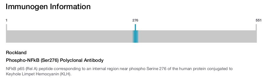 Phospho-NFkB (Ser276) Polyclonal Antibody