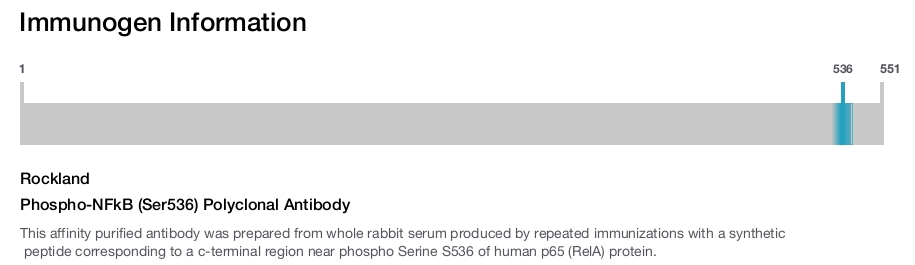 Phospho-NFkB (Ser536) Polyclonal Antibody