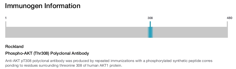 Phospho-AKT (Thr308) Polyclonal Antibody