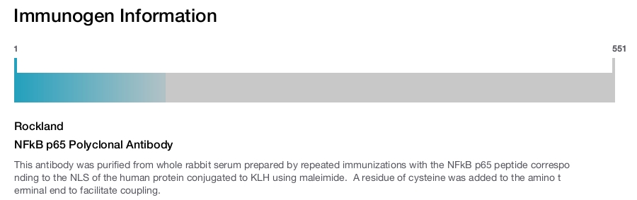NFkB p65 Polyclonal Antibody