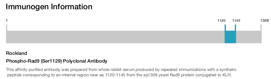 Phospho-Rad9 (Ser1129) Polyclonal Antibody