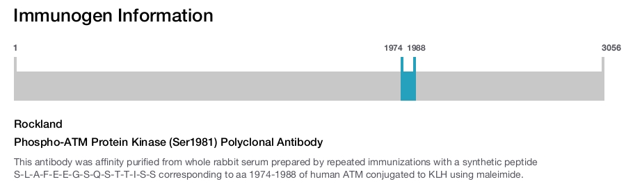 Phospho-ATM Protein Kinase (Ser1981) Polyclonal Antibody