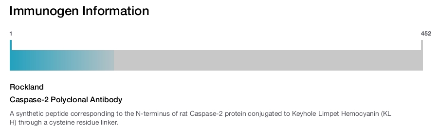 Caspase-2 Polyclonal Antibody