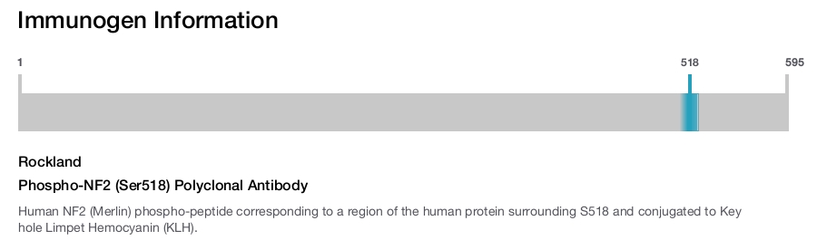 Phospho-NF2 (Ser518) Polyclonal Antibody