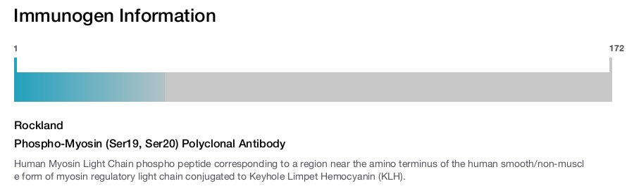 Phospho-Myosin (Ser19, Ser20) Polyclonal Antibody