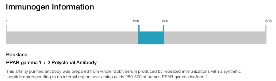 PPAR gamma 1 + 2 Polyclonal Antibody