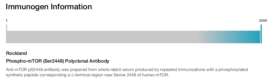 Phospho-mTOR (Ser2448) Polyclonal Antibody