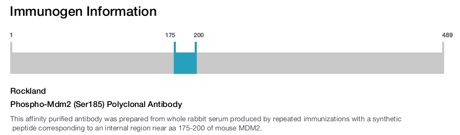 Phospho-Mdm2 (Ser185) Polyclonal Antibody