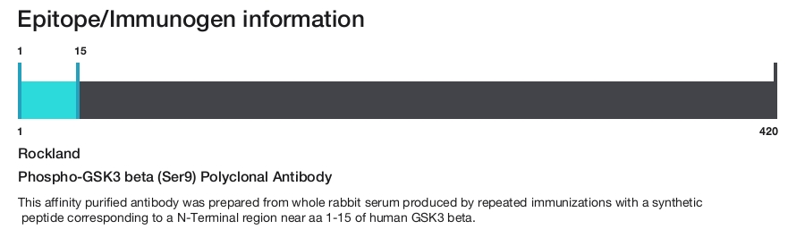 Phospho-GSK3 beta (Ser9) Polyclonal Antibody