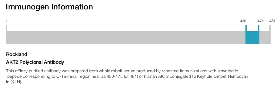 AKT2 Polyclonal Antibody