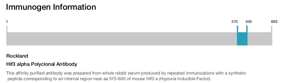 Hif3 alpha Polyclonal Antibody