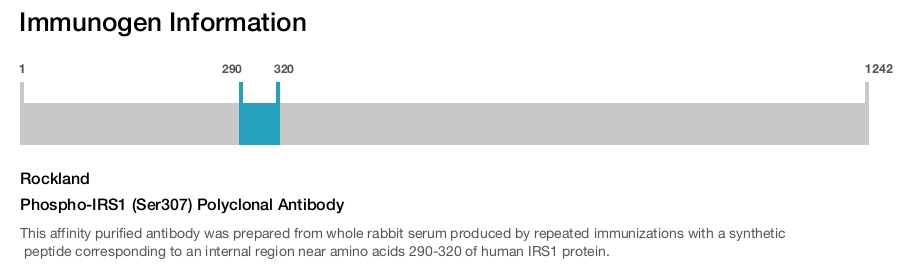 Phospho-IRS1 (Ser307) Polyclonal Antibody