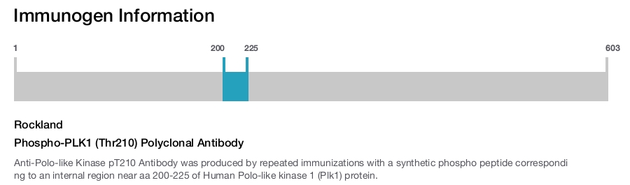 Phospho-PLK1 (Thr210) Polyclonal Antibody