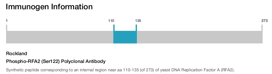 Phospho-RFA2 (Ser122) Polyclonal Antibody