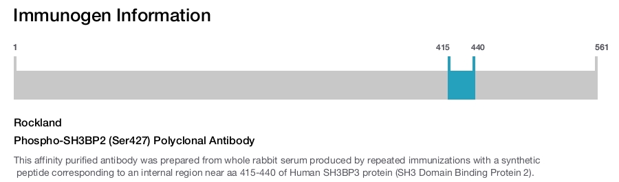 Phospho-SH3BP2 (Ser427) Polyclonal Antibody