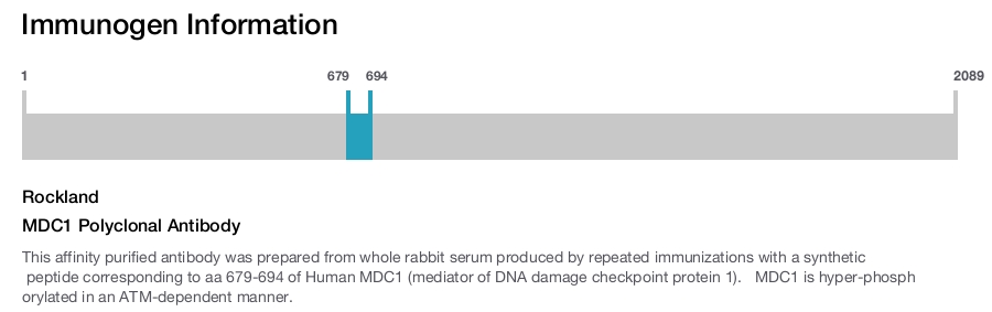 MDC1 Polyclonal Antibody