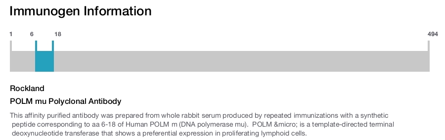 POLM mu Polyclonal Antibody