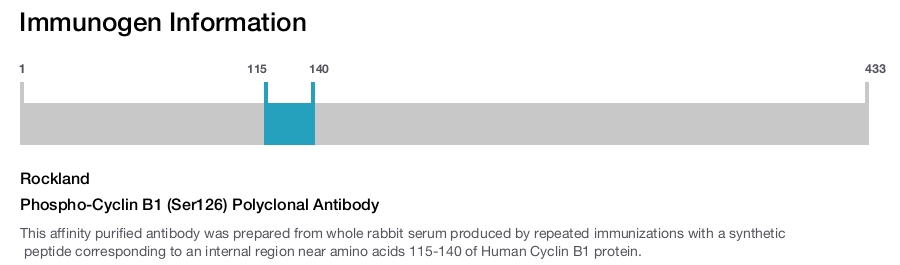 Phospho-Cyclin B1 (Ser126) Polyclonal Antibody