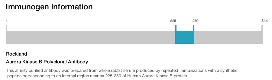 Aurora Kinase B Polyclonal Antibody