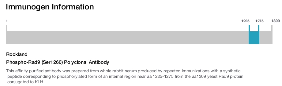 Phospho-Rad9 (Ser1260) Polyclonal Antibody