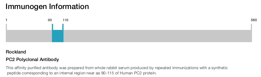 PC2 Polyclonal Antibody