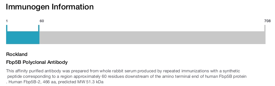 Fbp5B Polyclonal Antibody