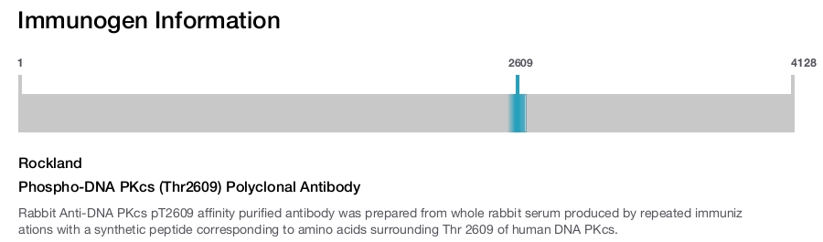 Phospho-DNA PKcs (Thr2609) Polyclonal Antibody