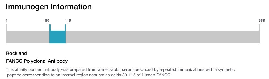 FANCC Polyclonal Antibody