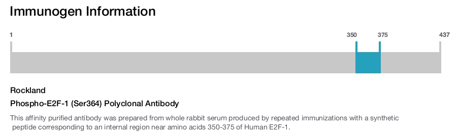 Phospho-E2F-1 (Ser364) Polyclonal Antibody