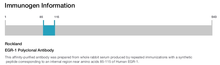 EGR-1 Polyclonal Antibody