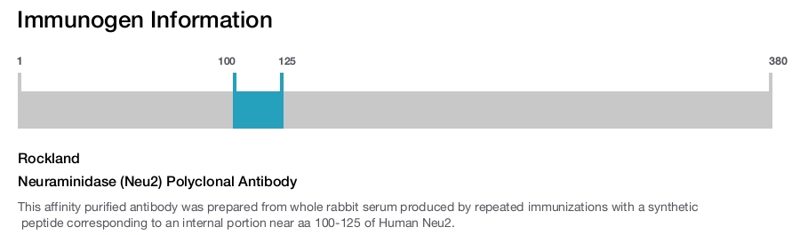 Neuraminidase (Neu2) Polyclonal Antibody